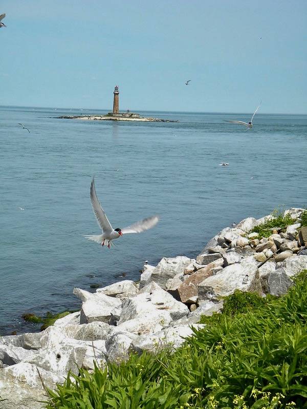 By Sarah Nystrom/United States Fish and Wildlife Service; Public Domain.